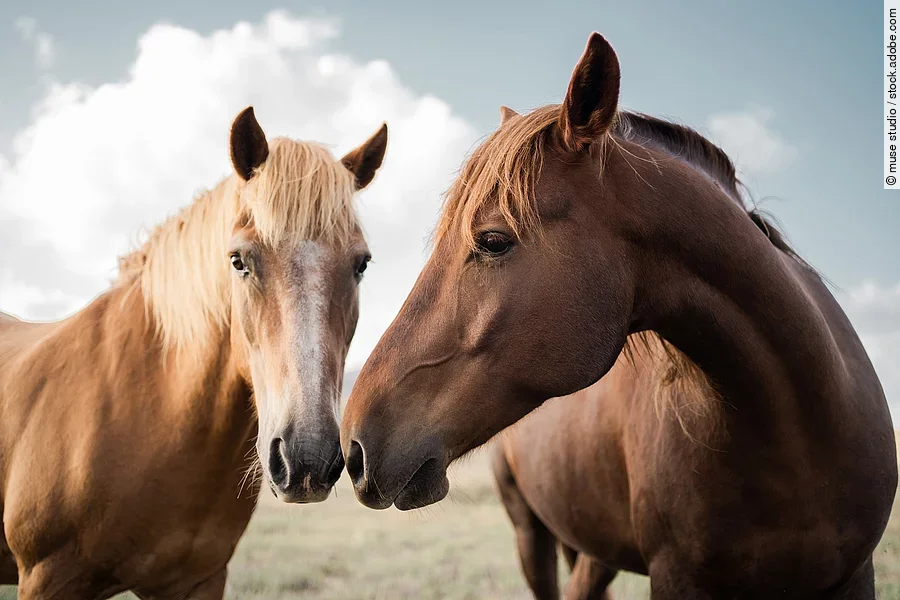 Zwei Pferde auf einer Wiese. Ein Pferd ist ein Palomino und das andere Pferd ein Fuchs. Beide Pferde halten ihre Nüstern aneinander. 