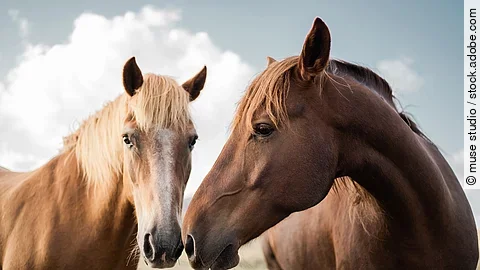Zwei Pferde auf einer Wiese. Ein Pferd ist ein Palomino und das andere Pferd ein Fuchs. Beide Pferde halten ihre Nüstern aneinander. 