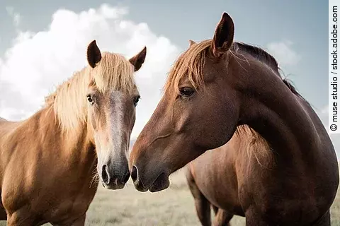 Zwei Pferde auf einer Wiese. Ein Pferd ist ein Palomino und das andere Pferd ein Fuchs. Beide Pferde halten ihre Nüstern aneinander. 