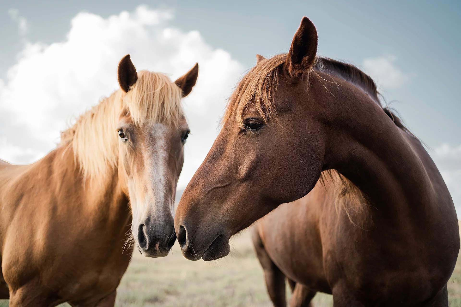 Zwei Pferde auf einer Wiese. Ein Pferd ist ein Palomino und das andere Pferd ein Fuchs. Beide Pferde halten ihre Nüstern aneinander. 