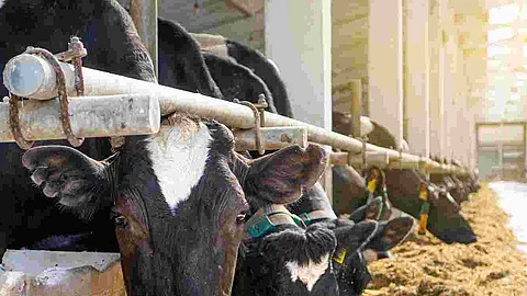 Cowshed. Dairy cows in a farm. Cows eating  fresh hay. Natural m