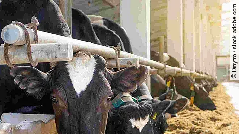 Cowshed. Dairy cows in a farm. Cows eating  fresh hay. Natural m