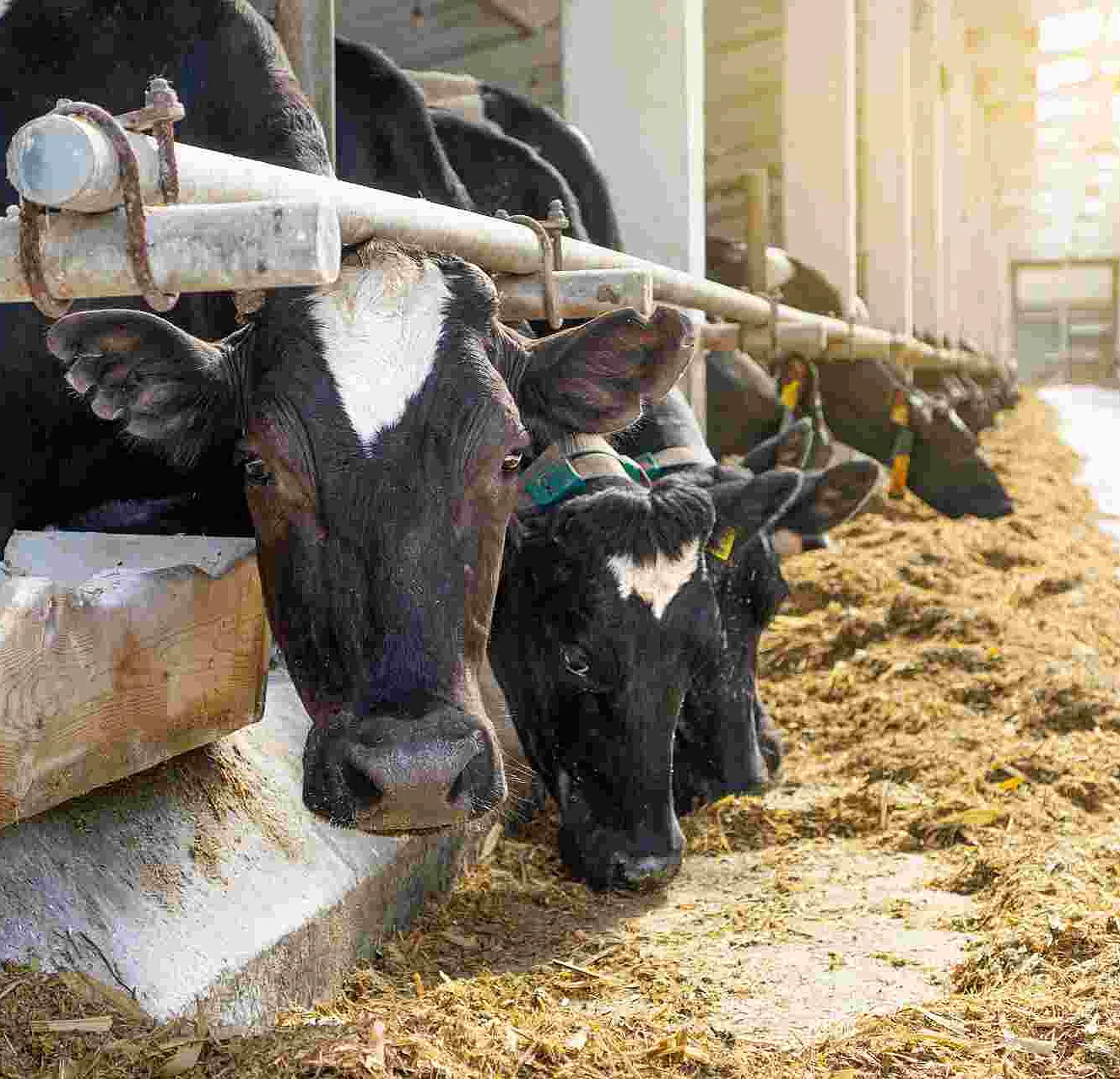 Cowshed. Dairy cows in a farm. Cows eating  fresh hay. Natural m