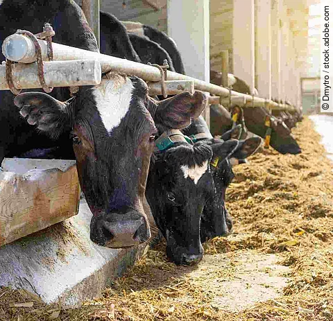 Cowshed. Dairy cows in a farm. Cows eating  fresh hay. Natural m