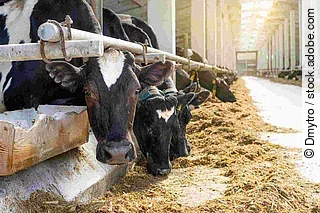 Cowshed. Dairy cows in a farm. Cows eating  fresh hay. Natural m