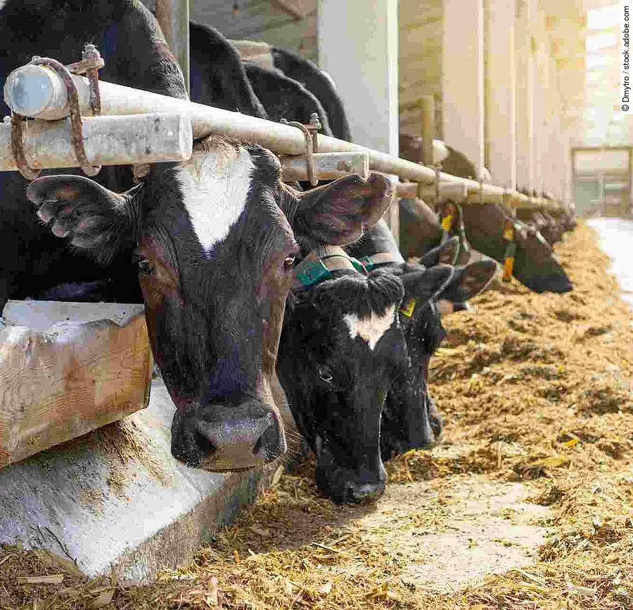 Cowshed. Dairy cows in a farm. Cows eating  fresh hay. Natural m
