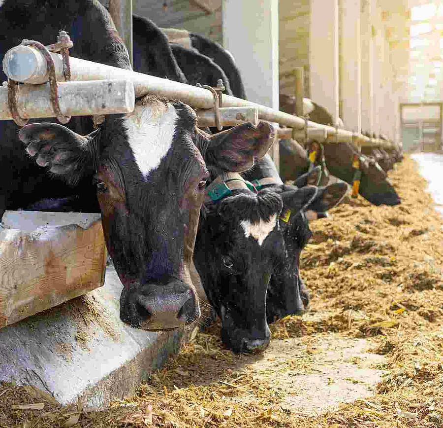 Cowshed. Dairy cows in a farm. Cows eating  fresh hay. Natural m
