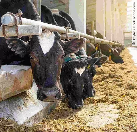 Cowshed. Dairy cows in a farm. Cows eating fresh hay. Natural m Cowshed. Dairy cows in a farm. Cows eating fresh hay. Natural m