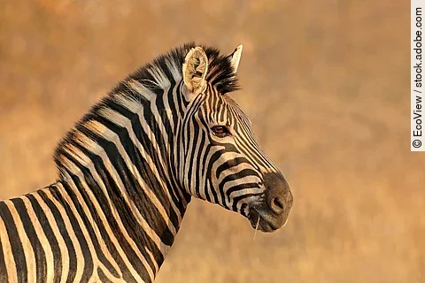Ein Zebrakopf von der Seite.