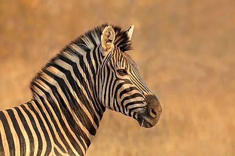 Ein Zebrakopf von der Seite.