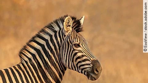 Ein Zebrakopf von der Seite.