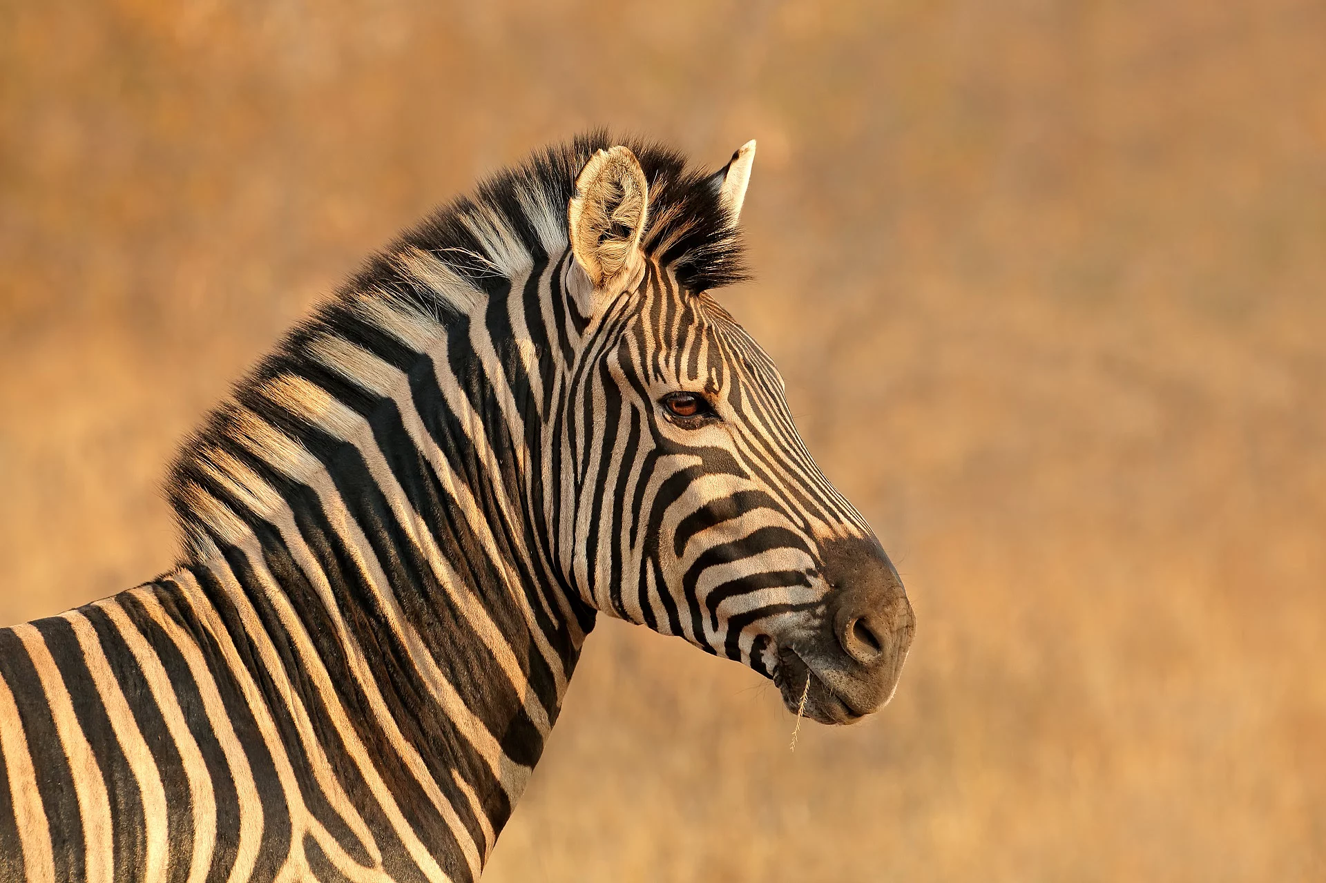 Ein Zebrakopf von der Seite.