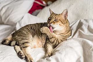 cat wash and stay on a bed