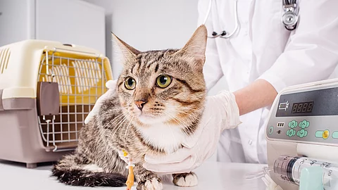 Eine getigerte Katze liegt auf einem Behandlungstisch. Die Katze hat getigertes Fell und eine weiße Brust. Im Hintergrund steht eine Person in einem weißen Kittel. Die Person hält die Katze fest. Die Katze wird infundiert.