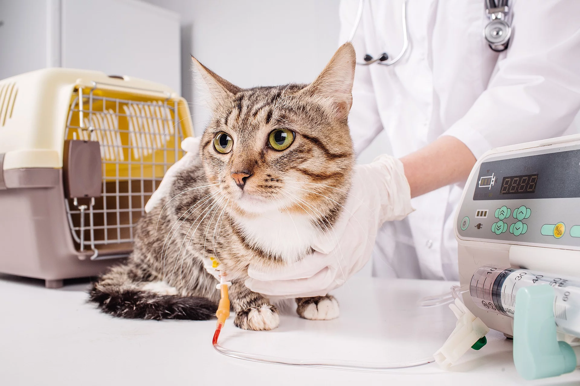 Eine getigerte Katze liegt auf einem Behandlungstisch. Die Katze hat getigertes Fell und eine weiße Brust. Im Hintergrund steht eine Person in einem weißen Kittel. Die Person hält die Katze fest. Die Katze wird infundiert.