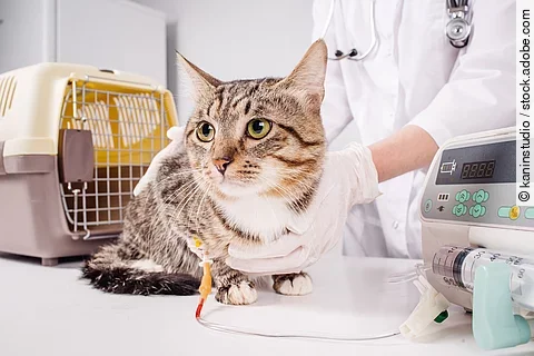 Eine getigerte Katze liegt auf einem Behandlungstisch. Die Katze hat getigertes Fell und eine weiße Brust. Im Hintergrund steht eine Person in einem weißen Kittel. Die Person hält die Katze fest. Die Katze wird infundiert.