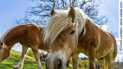Zwei schÃ¶ne wilde Pferde mit weiÃen MÃ€hnen auf einer Weide in