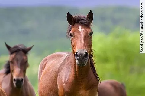 Eine Pferdeherde ist auf einer Weide. Ein Pferd geht voran und schaut in die Kamera. Die Pferde haben braunes Fell.