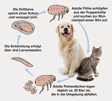 Ein Schaubild mit einem Golden Retriever und einer getigerten Katze zeigt den Lebenszyklus eines Flohs. Ein Schaubild mit einem Golden Retriever und einer getigerten Katze zeigt den Lebenszyklus eines Flohs.