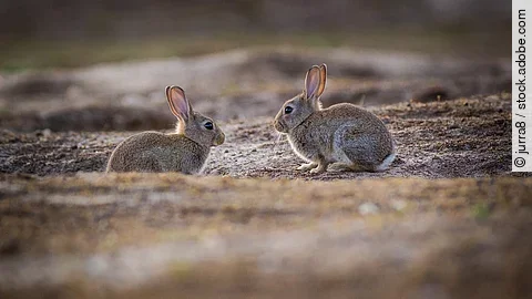 Zwei Kaninchen sitzen auf einem Boden in freier Wildbahn.