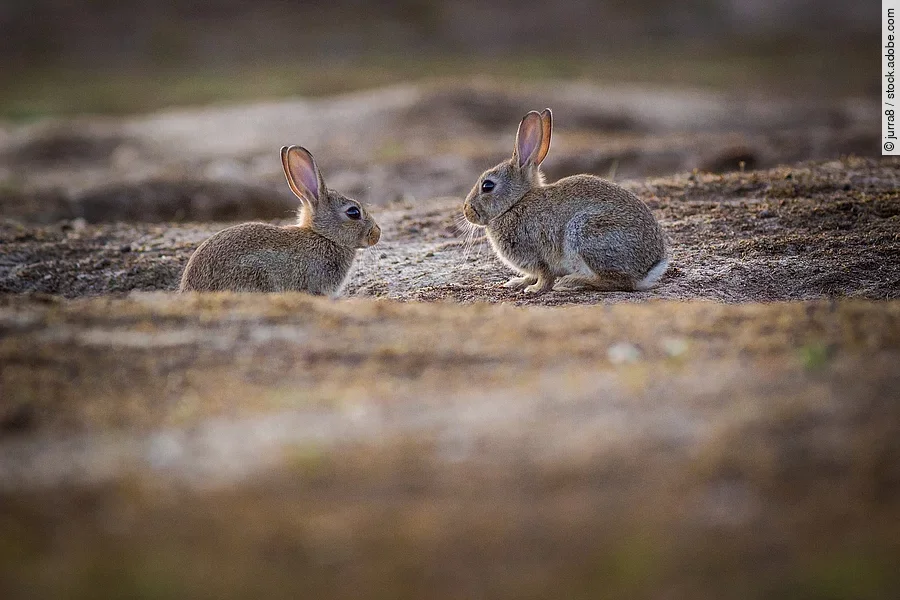 Zwei Kaninchen sitzen auf einem Boden in freier Wildbahn.