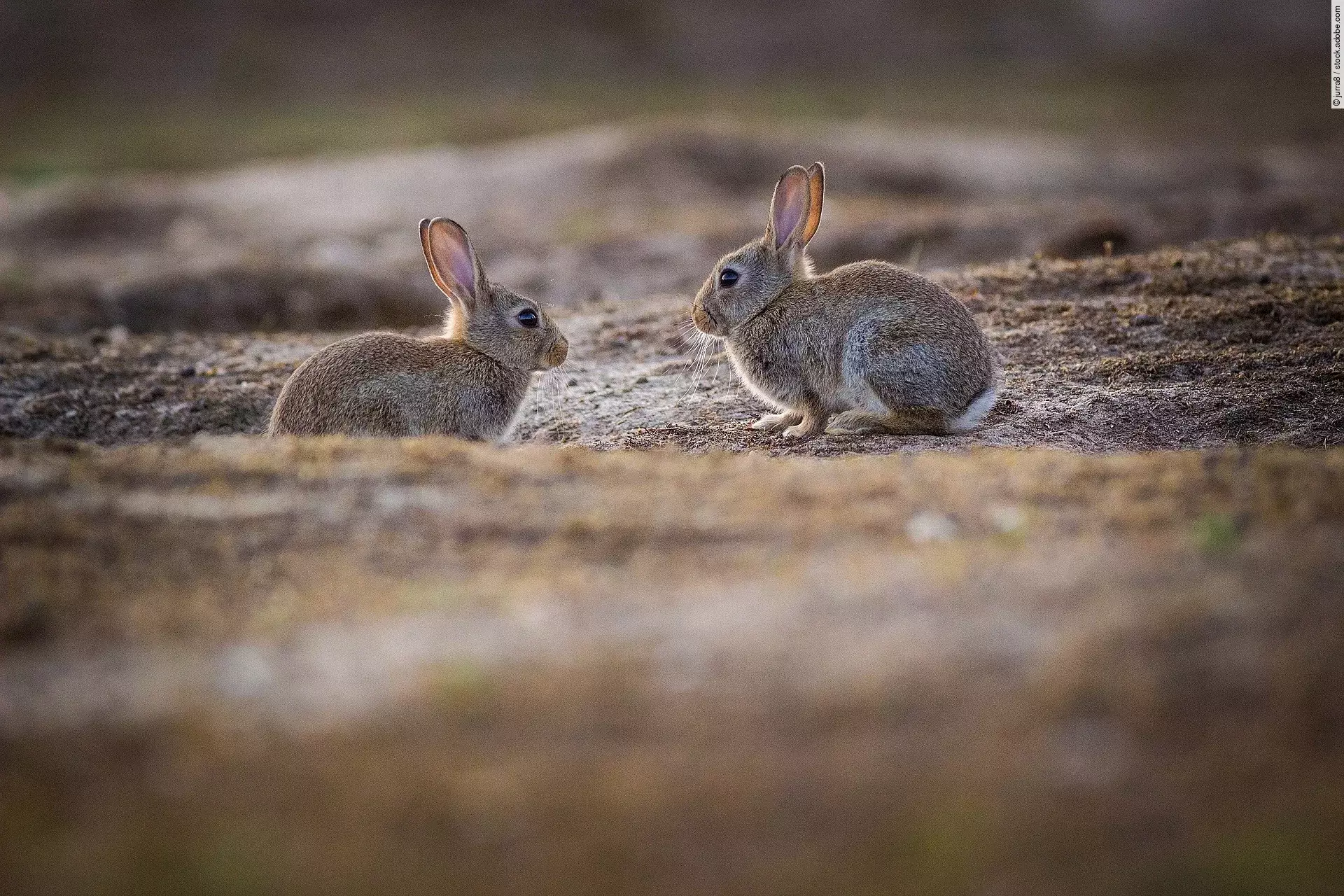 Zwei Kaninchen sitzen auf einem Boden in freier Wildbahn.