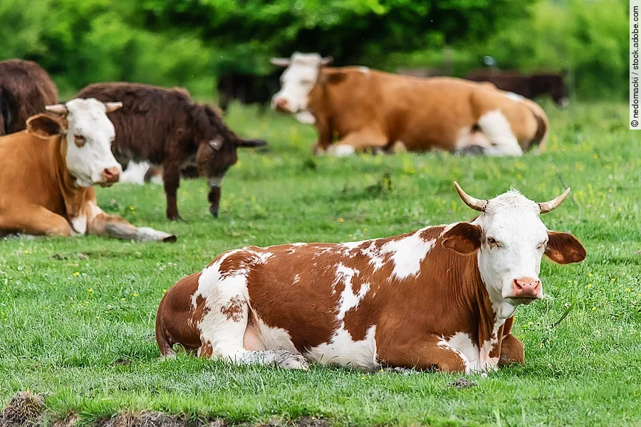 Kühe liegen im Gras.
