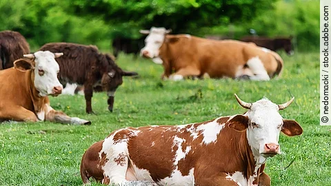 Kühe liegen im Gras.