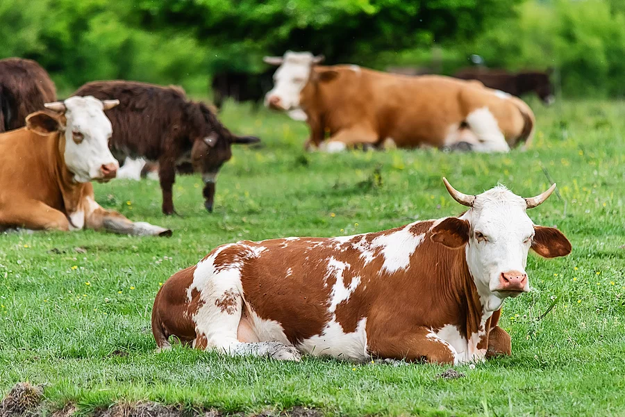Kühe liegen im Gras.