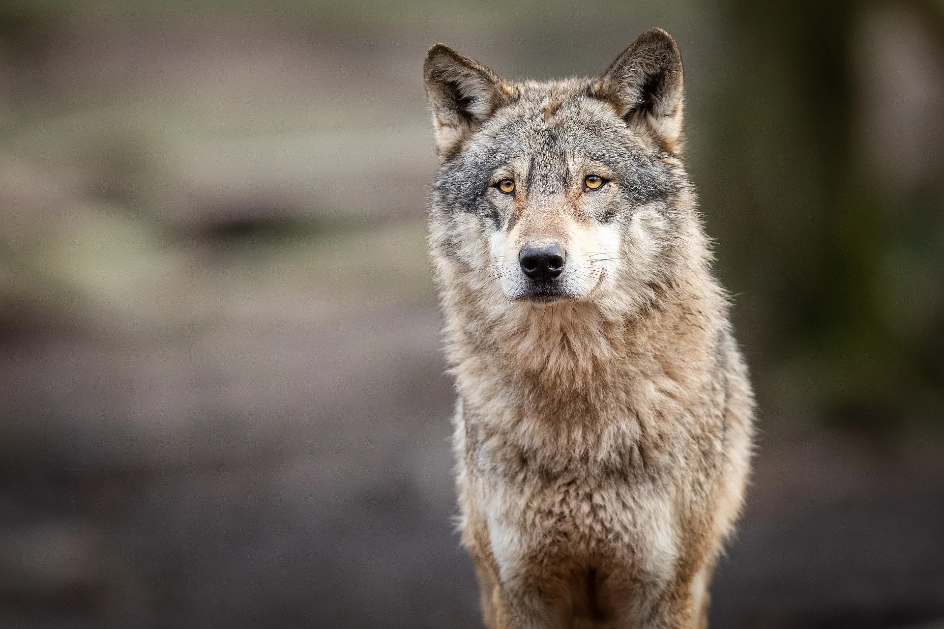 Wolf