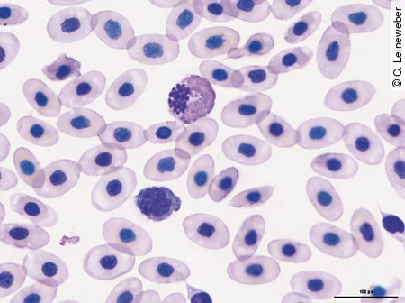Im Blutausstrich eines Grünen Leguans kann man einen Lymphozyt und einen heterophilen Granulozyten erkennen.