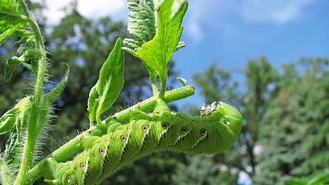 Tobacco hornworm moth caterpillar eating a tomato plant.
