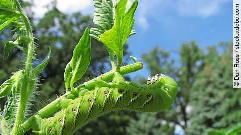 Tobacco hornworm moth caterpillar eating a tomato plant.