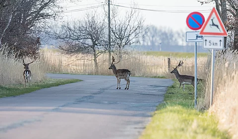 wildwechsel