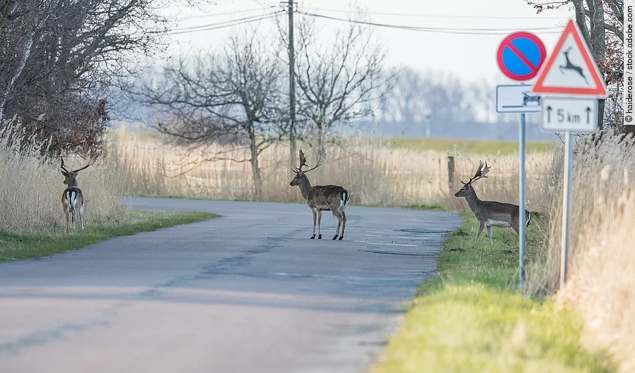 Wildwechsel wildwechsel