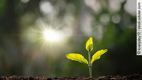 Kleine Pflanze Kleine Pflanze