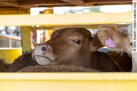 Eine Kuh schaut aus einem Viehtransporter. 