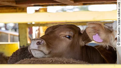 Eine Kuh schaut aus einem Viehtransporter. 