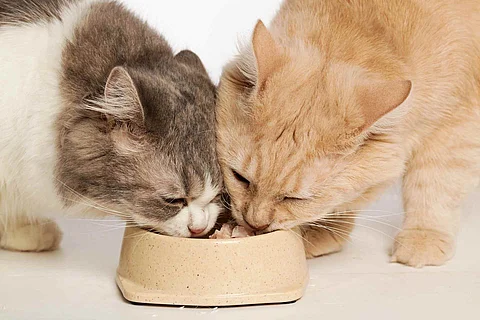 cat eating