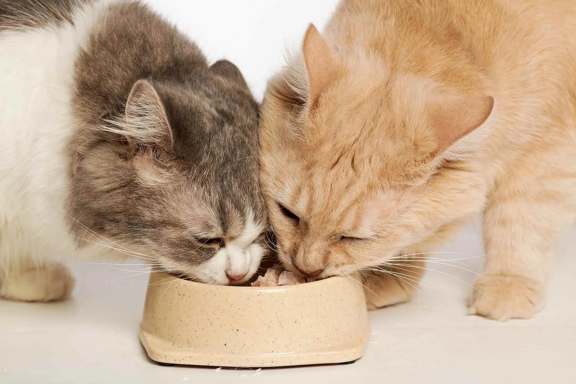 cat eating
