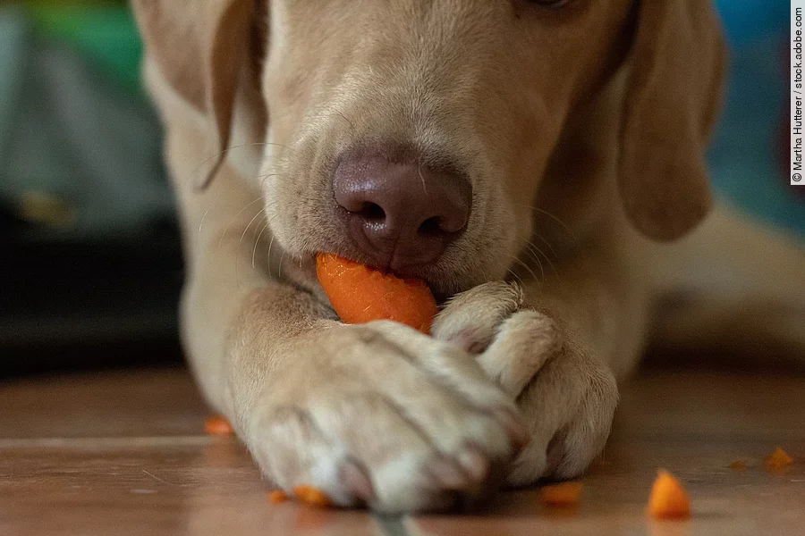 Ein blonder Labrador frisst eine Karotte. Diese hält er mit seinen beiden Vorderpfote fest.