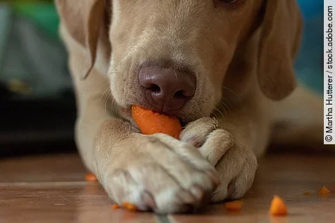 Ein blonder Labrador frisst eine Karotte. Diese hält er mit seinen beiden Vorderpfote fest.
