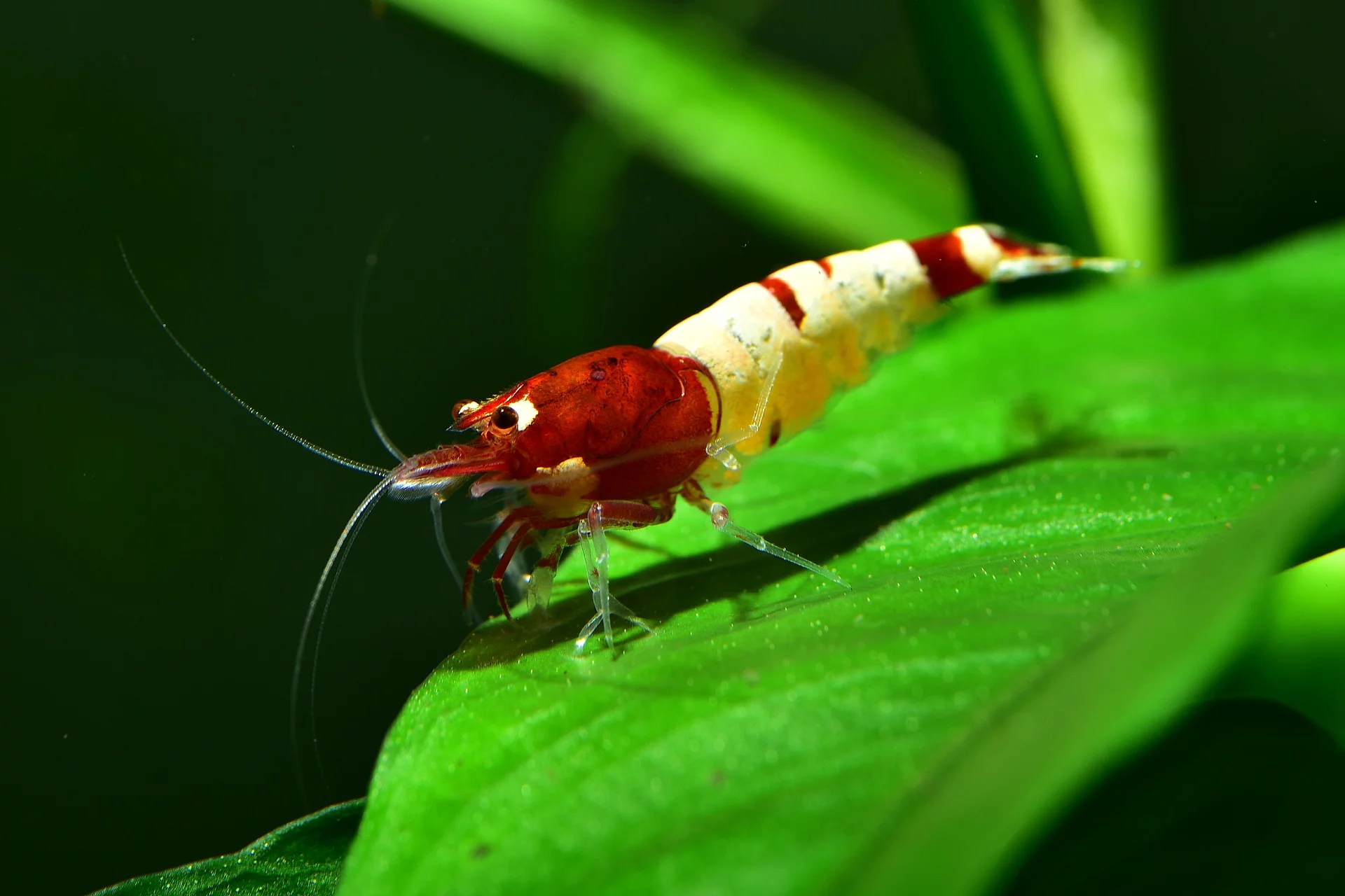 Eine rote Pinto Taiwan Bee Shadow Garnele sitzt auf einem grünen Blatt. Die Garnele erscheint in rot-weißen Farben. 