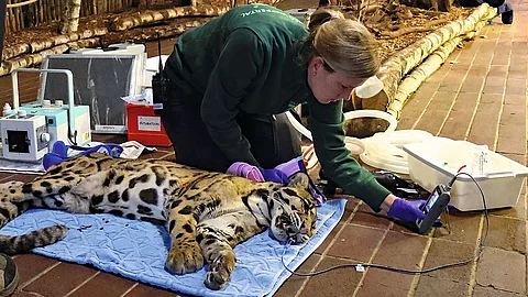 Stefanie in der Überwachung der Vitalwerte bei dem in Narkose liegenden Nebelparder „Kapuas“. Stefanie in der Überwachung der Vitalwerte bei dem in Narkose liegenden Nebelparder „Kapuas“.