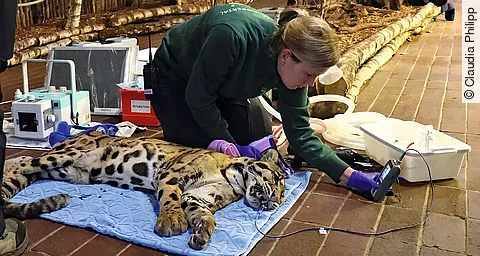 Stefanie in der Überwachung der Vitalwerte bei dem in Narkose liegenden Nebelparder „Kapuas“.