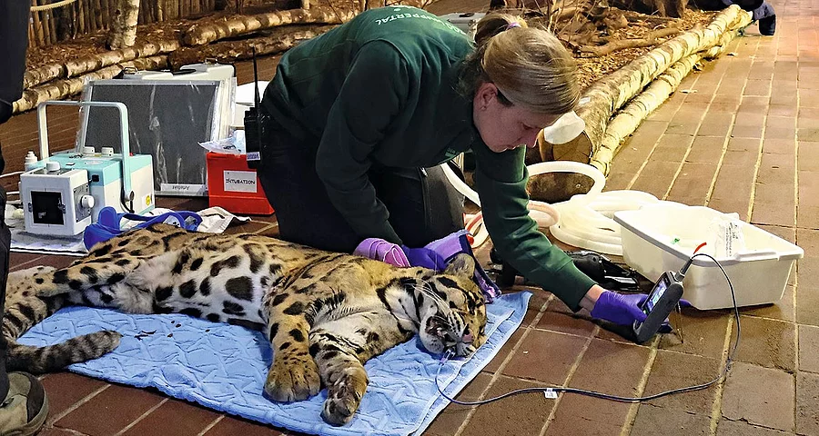 Stefanie in der Überwachung der Vitalwerte bei dem in Narkose liegenden Nebelparder „Kapuas“.