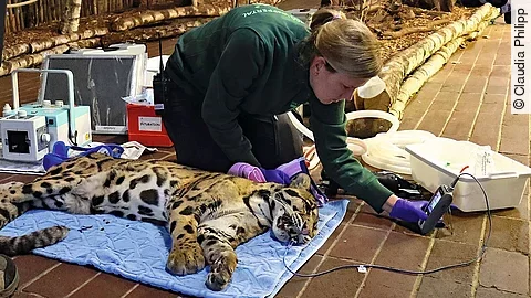 Stefanie in der Überwachung der Vitalwerte bei dem in Narkose liegenden Nebelparder „Kapuas“.