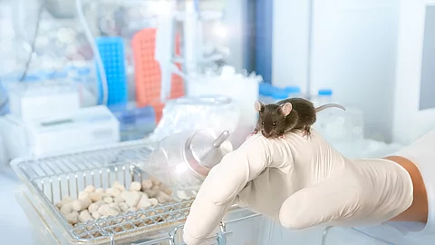 Eine dunkelbraune Labormaus sitzt auf einer behandschuhten Männerhand. Im Hintergrund sind Laborgeräte erkennbar und ein Gehege für die Maus.