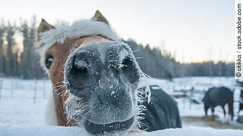 Horse in winter