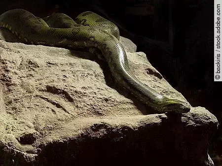 Close up Green Anaconda Coiled on The Rock